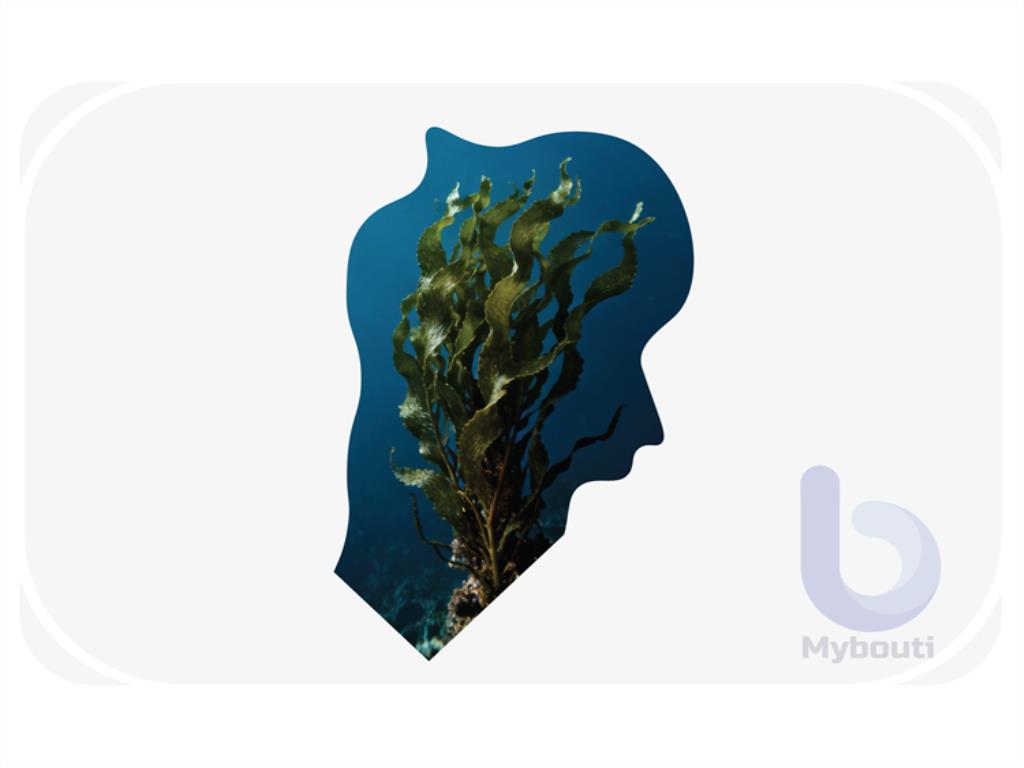 seaweed